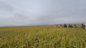 533K views · 8K reactions | field day meeting 鸞鸞 | Farmer Lairenmamit | Facebook