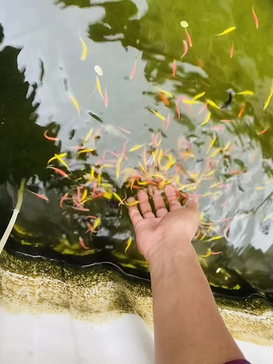 Top 5 Zebra Fish Fishing Techniques