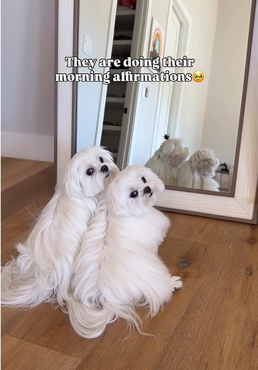 The Loving Nature of Maltese Dogs