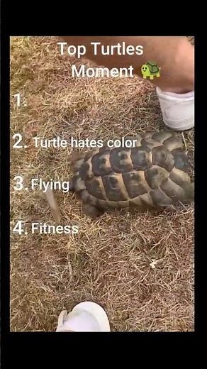 turtles hilarious moment 🐢