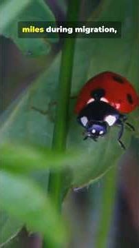 6,000 species of spotted beetle (Ladybug)
