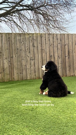 Just a boy that loves his garden #bernese #bernesepuppy #berneselover #cutepuppy #dogsoftiktok