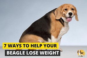 7 Ways to Help your Beagle Lose Weight - Beagle Care