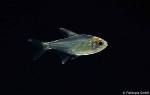 ▷ Brillantsalmler im Aquarium | Alle Infos, Haltung und Zucht