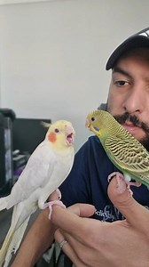 Cockatiel vs Budgie ⚡️ #fypシ | 3osfoor عصفور