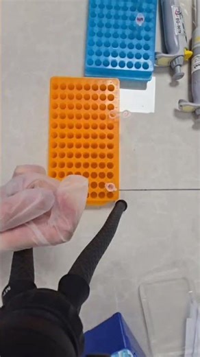🧬 Phenol–chloroform DNA extraction in action!#DNAExtraction #MolecularGenetics #LabWork #Science
