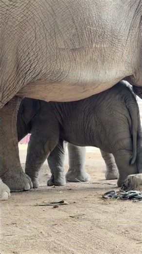 My food is probably tastier. #LittleWhale #BabyElephant #CuteBabyElephant