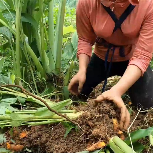 Single Mother Harvesting Turmeric Roots & How to Cook a Colorful Traditional Meal 019 | Single Mom Life | Facebook