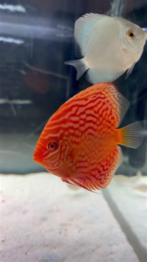Discus fish king of the aquarium #discus #shorts #asmr