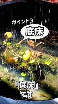 How to create a medaka (Japanese rice fish) biotope that can be left completely unattended for ov...