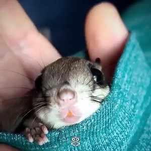 54K views · 311 reactions | This flying squirrel was rescued after a hurricane - now he loves to glide around the house  https://www.instagram.com/acorn_the_flying_squirrel/ | Appreciate | Facebook