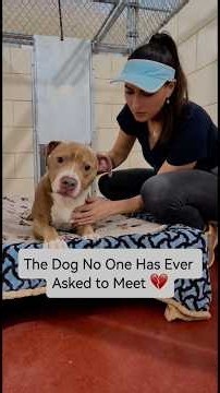 Waiting For Someone Who Never Comes 💔 #dog #shorts #youtube #adoptme #animals #sad #love #rescue