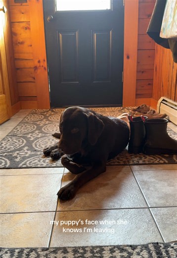 Chocolate Lab's Reaction to Owner Leaving