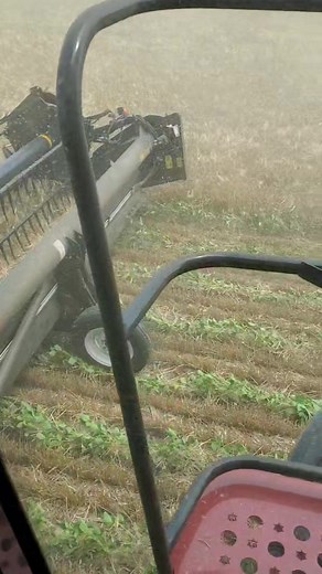 Relay vs intercroping. Beat the rains and got it done. Was a learning curve but we got it. #ontag #vanmeerfarms #harvest21