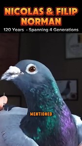Nicolas & Filip Norman - 120 Years (4th Generations Pigeon Fancier) #pigeon | PigeonVibes