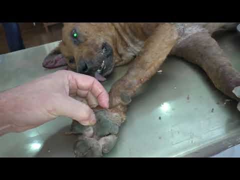 the best mangoworms compilation