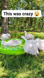These exotic Sebastopol Geese couldn't wait to get in the kiddie pool. Fun facts.... Feathers on the breast may be curly (frizzle) or smooth. The gander weighs 12-14 lbs while the goose weighs 10-12 lbs. The legs and shanks are orange and the eyes bright blue. Grey and buff colored Sebastopol have brown eyes. On average, females produce 25-35 eggs per year. Though domesticated breeds of geese generally retain some flight ability, Sebastopols cannot fly well due to the curliness of their feathers