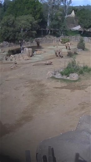 🐘 Wie verhalten sich Elefanten bei einem Erdbeben? Aufnahmen aus einem Zoo in Südkalifornien zeigen, wie die hochintelligenten und sozialen Tiere ihre Jungen beschützen. #DiePresse #Elefanten #Erdbeben #USA #Zoo | Die Presse