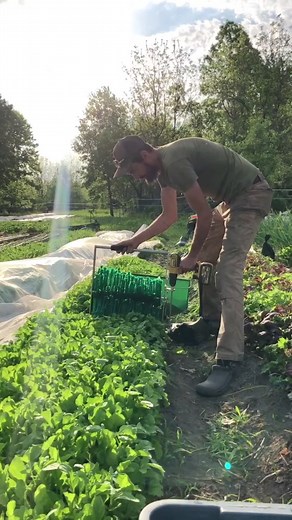 Arugula Harvesting on a Small Organic Farm