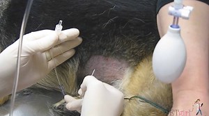 How to trocharize the GDV patient | VETgirl Veterinary Continuing Education Videos