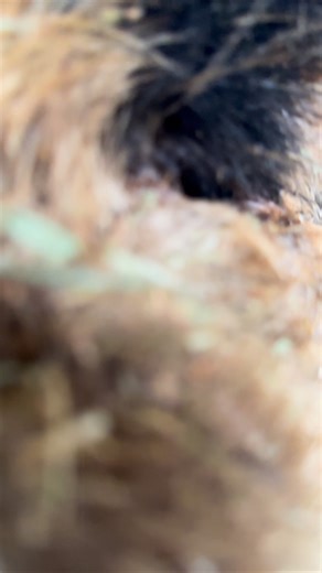 Having a hard time getting out of bed on a weekend? Don’t worry, so are we 😂 We’ve got the winter lazies, which means our first animal encounter doesn’t start until 11:30 - or whenever Wonderbread decides to emerge from her hay pile 🫠🐽 Come hang out, we’ll be snuggling baby bunnies and feeding our new little piglets their bottles 🍼 🎟️👉 www.pluckypalomino.com | Plucky Palomino Petting Zoo