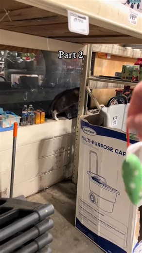 Leo mouse hunt Part 2 #catsoftiktok #catdad2020 #homedepot | Peggy Rachel | Facebook