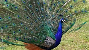 The Indian peafowl or blue peafowl, Pavo cristatus is a large and brightly coloured bird, is a species of peafowl native to South Asia, but introduced in many other parts of the world.