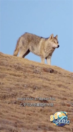 How a Tibetan fox protects her cubs