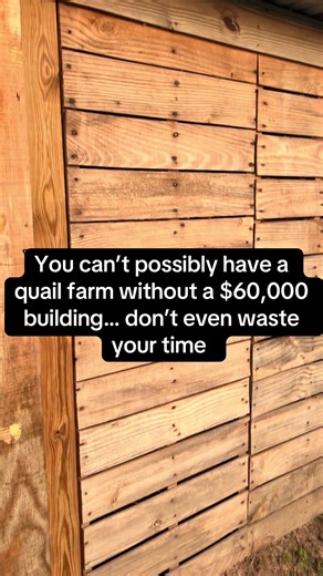 You can do anything you want if you’re willing to put in the work. #QuailFarm #youngfarmers #diy #pallet #birddog