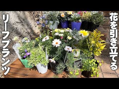 【おすすめリーフプランツ】主役の花を引き立てるリーフも種類によっていろいろ【園芸】【ガーデニング】