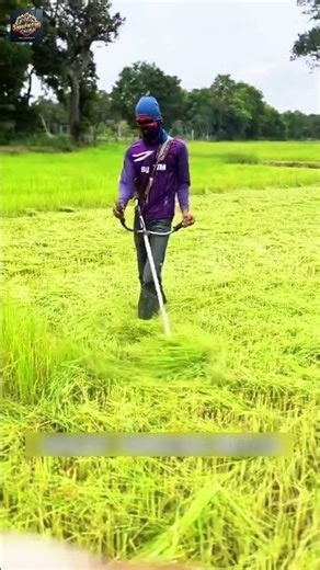 Why Thai Farmers Cut Rice Before It Fully Grows 🌾 Incredible Farming Technique