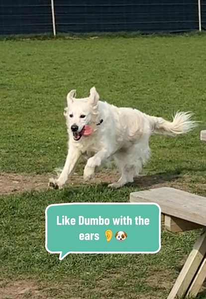 Surprised he didn’t take off with the size of those lugs flapping about ✈️ #dogsoftiktok #goldenretriever #dumbo #plane