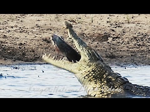 Massive Crocodile Catches a Fish the size of its own Head | Wildlife Sightings Today.