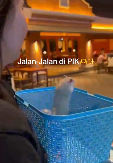 Jalan-jalan dulu yaa☺️ bosen di kandang teros🥰 #hamster #cute #fypシ゚ #hammy #hamstersoftiktok #bataviapik