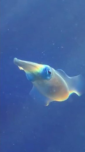 This squid is mimicking a rainbow