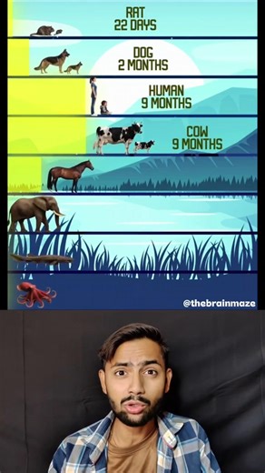 Pregnancy Duration Across Species😱