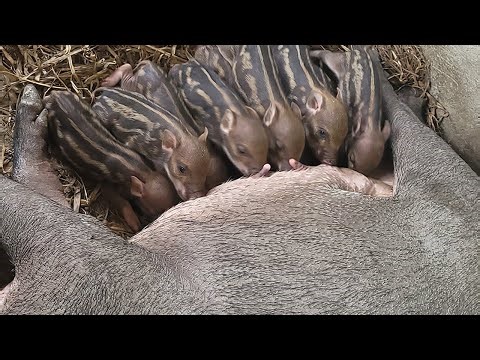 Baby Wild Hogs Drink Milk from Mother Wild Boar