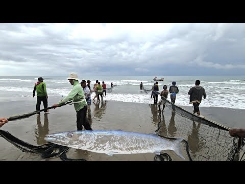 Unbelievable Giant Barracuda Caught From The Beach Net!