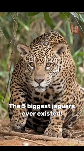 Discover the 5 Largest Jaguars in History