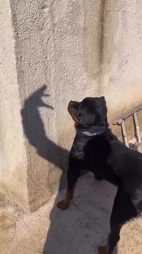Funny Dogs Reacting to Frightening Situations