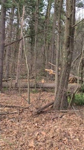 Enormous pines decimated by windstorm 😳