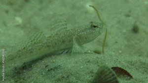 Male Marbled goby (Pomatoschistus marmoratus) protects its territory, close-up. Stock Video