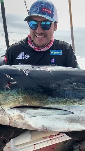 Bluefin tuna in Ensenada
