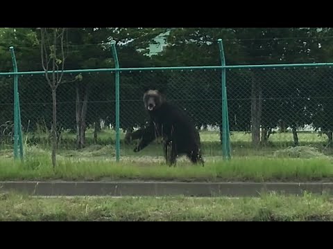 緊急特番「札幌の住宅街でクマ出没 4人ケガ・駆除までの一部始終」