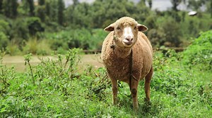 Watch what happens when the world’s most common farm animal multiplies into billions