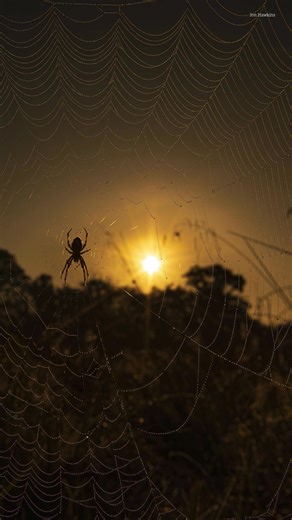 The spookiest thing about Halloween? Sadly, more often than not, it’s the waste. 👻 From plastic decorations and sweet wrappers to single-use costumes, millions of items end up in the bin each year, and most of it can’t be recycled. Follow the link in our profile for tips on a green Halloween and let’s get scared for all the right reasons! #happyhalloween #greenhalloween #spooky #sustainableliving | Cornwall Wildlife Trust