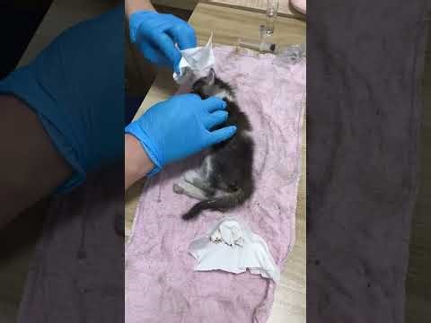 Deja Vu! Why Am I Seeing This Again? Kitty