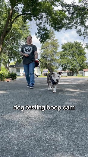 2.3K views · 41 reactions | Enjoy this adorable dog testing boop cam!...#boop #boopcam #boopthesnoot #dogreels #dogrescue #animalrescue #sfts #sftsrescue #dogsofmadison #pugpuppy #frenchiepuppy #chocolatelabsofinstagram #heelerlove | Shelter From The Storm Animal Rescue | Facebook