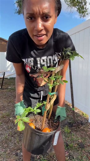 👩🏾‍🌾 Life in full bloom 🌸🥰 planting my 🥭 ,🍋 and blackberry trees.