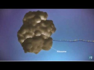 Protein Synthesis animation